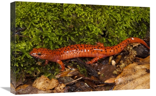 Global Gallery GCS-397911-1624-142 16 x 24 in. Red Salamander, Nat