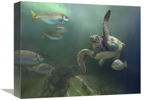 Global Gallery GCS-396160-1216-142 12 x 16 in. Green Sea Turtle & Fish