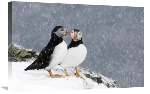 Global Gallery GCS-398286-2030-142 20 x 30 in. Two Atlantic Puffins&#4