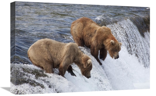 Global Gallery GCS-395489-1624-142 16 x 24 in. Grizzly Bear Males Wait