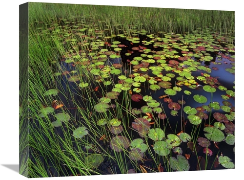 Global Gallery GCS-452223-1620-142 16 x 20 in. Pond with Lily Pads & G