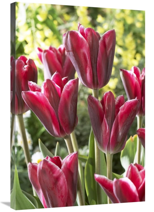 Global Gallery GCS-398380-2436-142 24 x 36 in. Tulip Adriaan Dominique