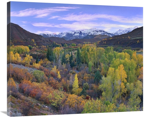 Global Gallery GCS-396965-36-142 36 in. Quaking Aspen Forest in Autumn