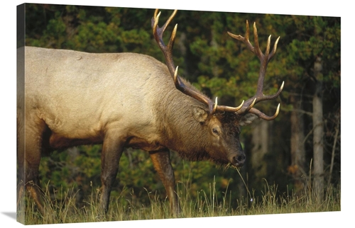 Global Gallery GCS-451991-2436-142 24 x 36 in. Elk Grazing, North 