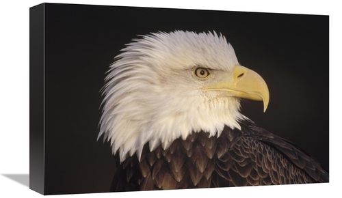 Global Gallery GCS-452739-1218-142 12 x 18 in. Bald Eagle Portrait&#44