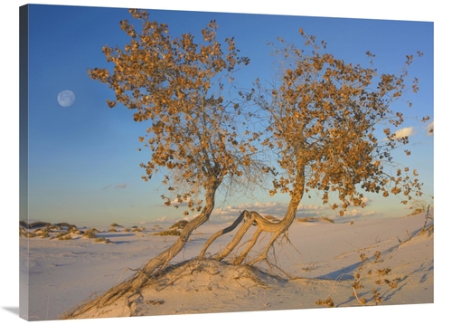Global Gallery GCS-452082-3040-142 30 x 40 in. Fremont Cottonwood Tree