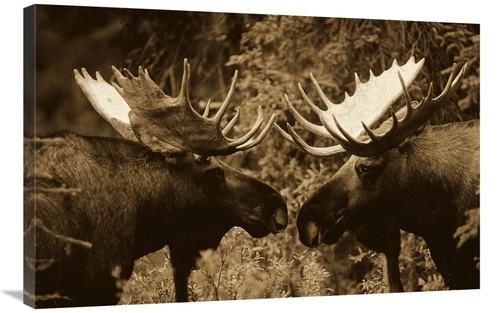 Global Gallery GCS-453675-2436-142 24 x 36 in. Alaska Moose Males Conf