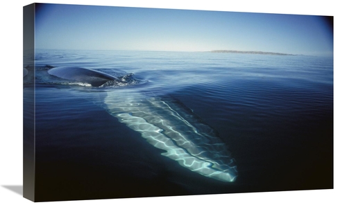 Global Gallery GCS-451686-1624-142 16 x 24 in. Fin Whale At Winter Fee