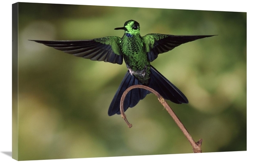 Global Gallery GCS-397235-2436-142 24 x 36 in. Green-Crowned Brilliant