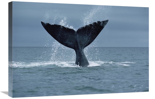 Global Gallery GCS-450646-2030-142 20 x 30 in. Southern Right Whale Fl
