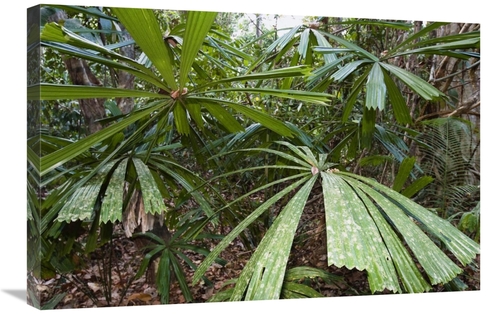 Global Gallery GCS-453631-2030-142 20 x 30 in. Salai-Pathi Leaves,