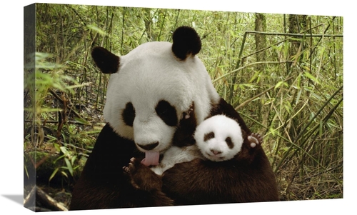 Global Gallery GCS-395898-1624-142 16 x 24 in. Giant Panda Gongzhu & C