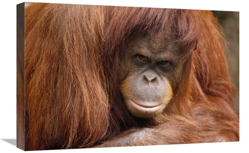 Global Gallery GCS-452944-1624-142 16 x 24 in. Orangutan Female Portra