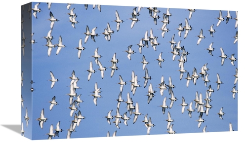 Global Gallery GCS-398227-1218-142 12 x 18 in. Black-Tailed Godwit Flo