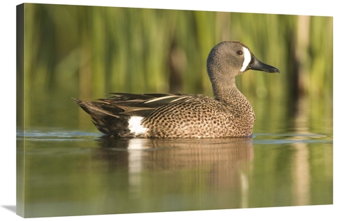 Global Gallery GCS-397413-2436-142 24 x 36 in. Cinnamon Teal Male,