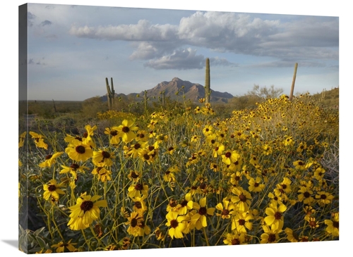 Global Gallery GCS-396690-2432-142 24 x 32 in. Saguaro Cacti & Brittle