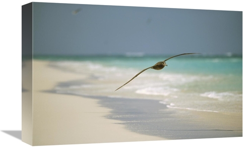 Global Gallery GCS-451442-1218-142 12 x 18 in. Black-Footed Albatross 