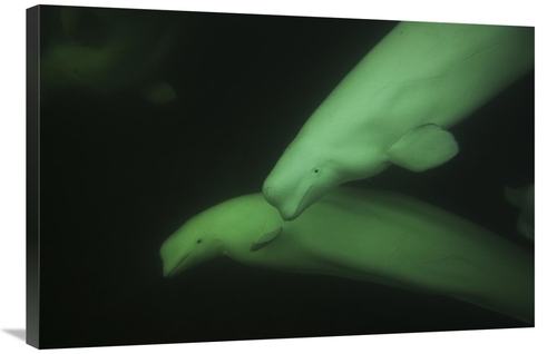 Global Gallery GCS-453587-2436-142 24 x 36 in. Beluga Pair, Church