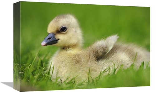 Global Gallery GCS-398078-1218-142 12 x 18 in. Greylag Goose Gosling&#