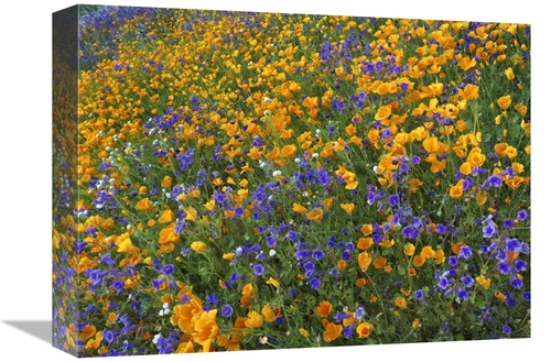 Global Gallery GCS-396879-1216-142 12 x 16 in. California Poppy & Dese