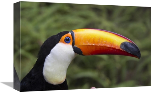 Global Gallery GCS-398140-1218-142 12 x 18 in. Toco Toucan, Native