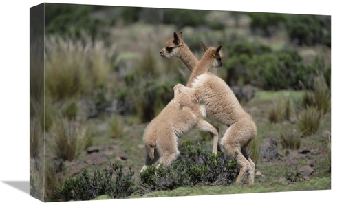 Global Gallery GCS-451503-1218-142 12 x 18 in. Vicuna Young Play-Fight