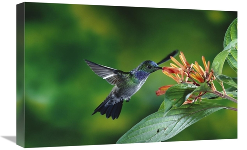 Global Gallery GCS-397252-1624-142 16 x 24 in. Blue-Chested Hummingbir