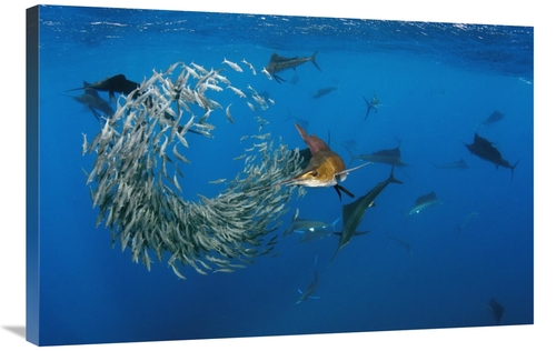 Global Gallery GCS-397931-2436-142 24 x 36 in. Atlantic Sailfish Group