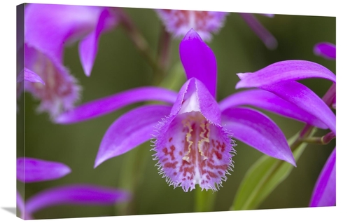 Global Gallery GCS-398323-2436-142 24 x 36 in. Orchid Flower Art Print