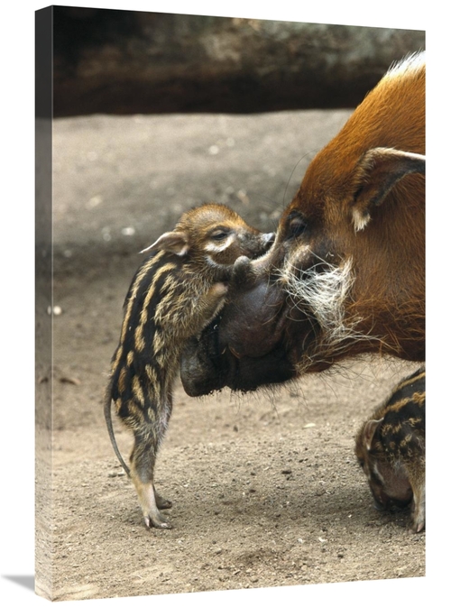 Global Gallery GCS-450829-2030-142 20 x 30 in. Red River Hog Baby & Mo