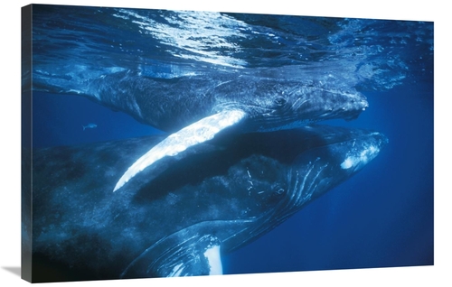 Global Gallery GCS-453572-2436-142 24 x 36 in. Humpback Whale & Calf i