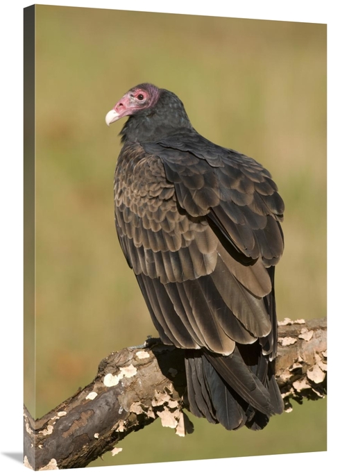 Global Gallery GCS-397331-2436-142 24 x 36 in. Turkey Vulture, How