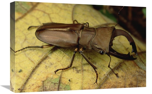 Global Gallery GCS-450967-1624-142 16 x 24 in. Staghorn Beetle Portrai