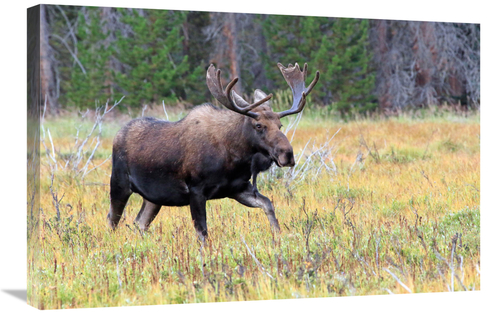 Global Gallery GCS-486507-30-142 30 in. Bull Moose Meadow Art Print - 