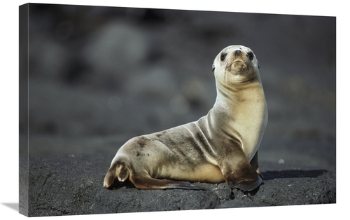 Global Gallery GCS-451761-2030-142 20 x 30 in. Galapagos Sea Lion Pup&