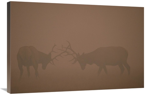 Global Gallery GCS-451879-2436-142 24 x 36 in. Elk Pair of Bulls Fight