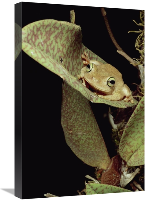 Global Gallery GCS-450695-1624-142 16 x 24 in. Tree Frog in Canopy Orc