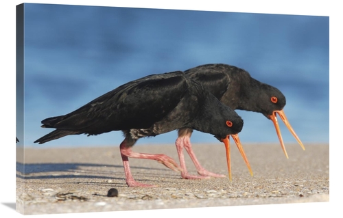 Global Gallery GCS-397473-2436-142 24 x 36 in. Variable Oystercatcher 