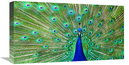 Global Gallery GCS-486596-22-142 22 in. Majestic Peacock I Art Print -