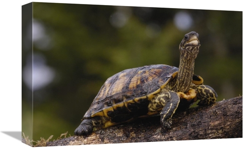 Global Gallery GCS-453109-1218-142 12 x 18 in. Brown Wood Turtle Portr