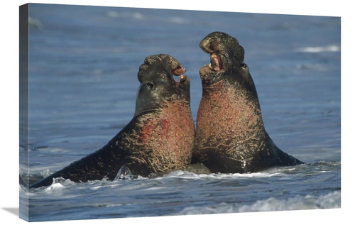 Global Gallery GCS-452024-2030-142 20 x 30 in. Northern Elephant Seal 
