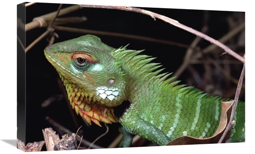 Global Gallery GCS-450696-1624-142 16 x 24 in. Lizard Portrait, Si