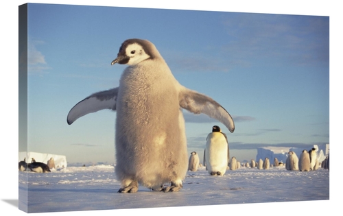 Global Gallery GCS-395582-2030-142 20 x 30 in. Emperor Penguin Chick o