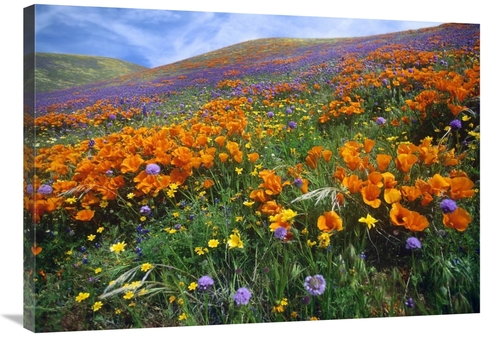 Global Gallery GCS-397134-36-142 36 in. California Poppy & Other Wildf