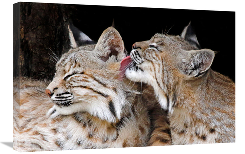 Global Gallery GCS-486439-30-142 30 in. Bobcat Love Art Print - Vic Sc