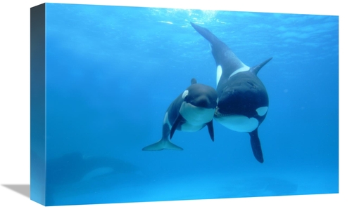 Global Gallery GCS-397715-1218-142 12 x 18 in. Orca Mother & Newborn B