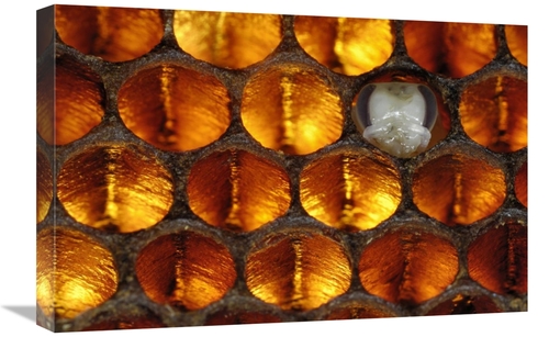 Global Gallery GCS-453382-1624-142 16 x 24 in. Honey Bee Brood Honeyco