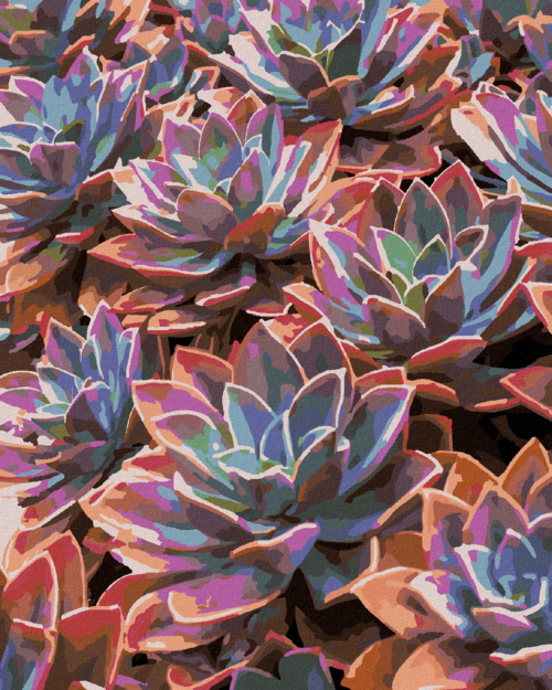 Paint by Numbers - COLOURFUL ECHEVERIA