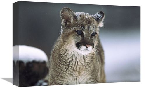 12 x 18 in. Mountain Lion Cub in Snow, Montana Art Print - Tim Fit