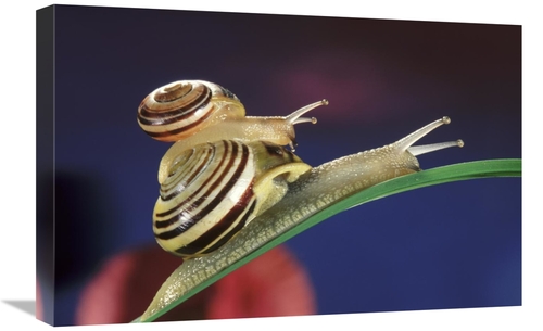 Global Gallery GCS-397689-1624-142 16 x 24 in. Brown Lipped Snail Smal